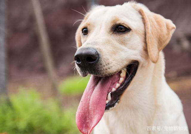 狗的舌头有什么作用,狗的舌头有什么作用?,什么狗舌头的狗好？