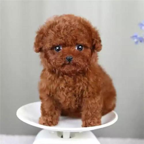 小体泰迪犬,小体泰迪犬能长几斤重,为啥不建议养小体泰迪？