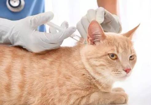 猫打疫苗前要注意什么,猫打疫苗前要注意什么事项,小猫几个月打疫苗？