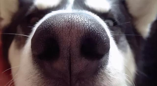 狗的鼻子为什么是黑的,狗的鼻子为什么是黑的?,狗狗鼻子变红了是什么原因？