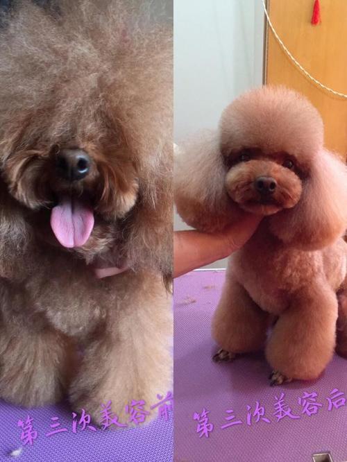 泰迪狗发型,泰迪狗发型图片大全,泰迪辫子要留多久？