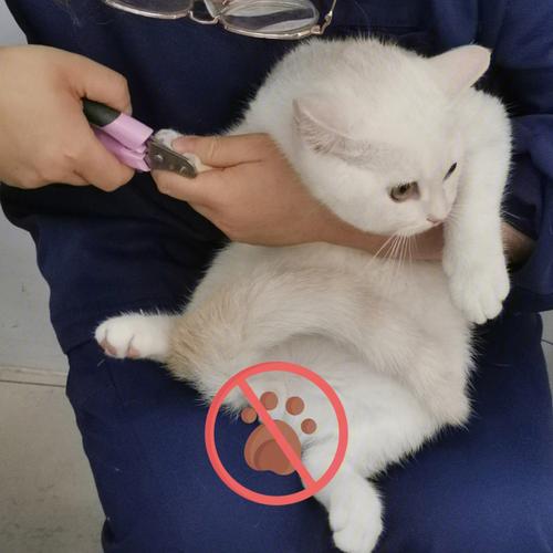 为什么要给猫剪指甲,为什么要给猫剪指甲?,给猫剪指甲好吗？