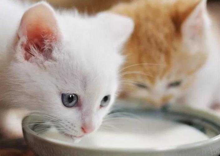 小猫为什么不能喝牛奶,小猫为什么不能喝牛奶粉,家养小猫为什么不能喝牛奶？