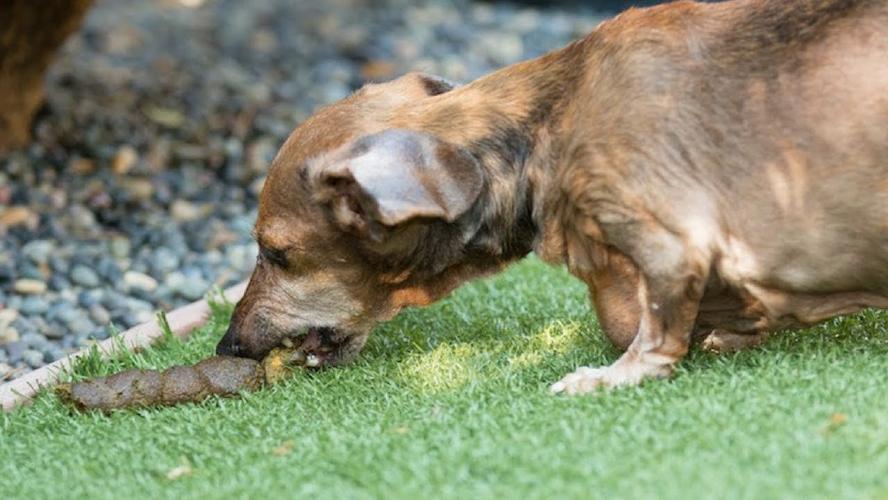 狗狗大便臭是什么原因,狗狗粑粑好臭但是成型,狗狗拉的屎和尿的尿为啥又骚又臭？