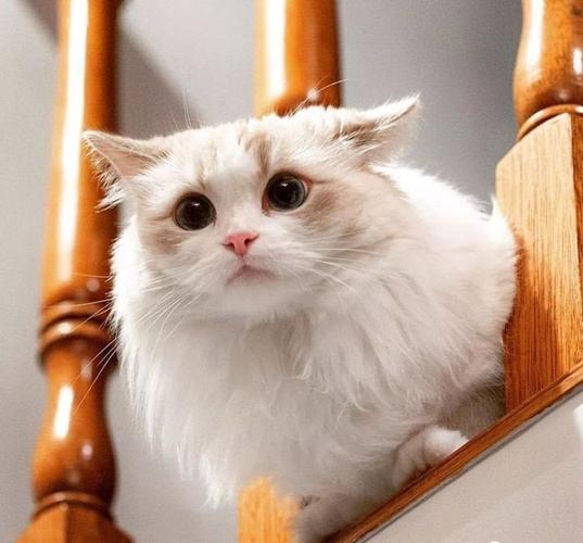 猫飞机耳代表什么,摸小猫飞机耳代表什么,布偶猫飞机耳啥意思？