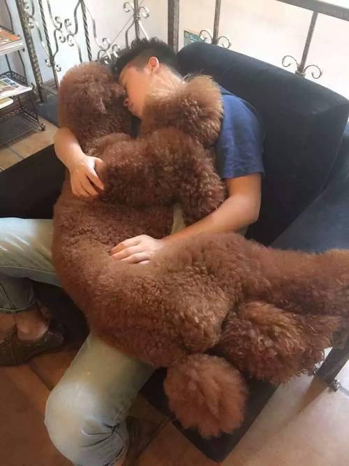 巨型泰迪狗,巨型泰迪狗图片,巨型泰迪多少一只？