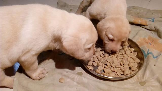 两个月的狗狗可以吃什么,不到两个月的狗狗可以吃什么,两个月的狗狗一天应该吃多少肉罐头？