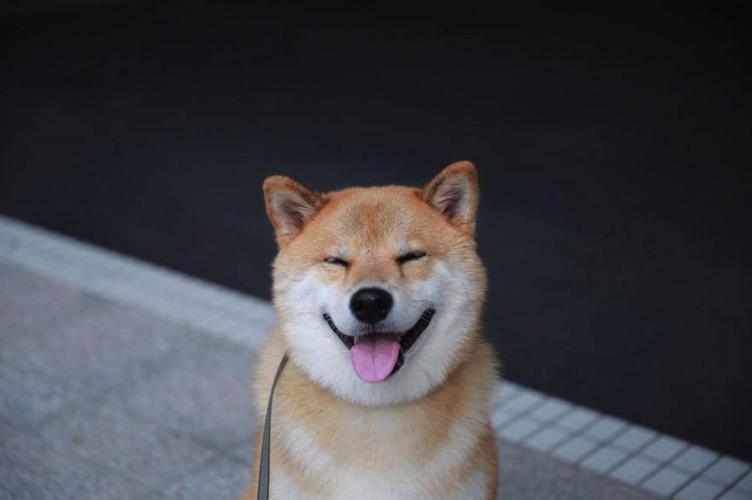 笑脸狗是什么品种,笑脸狗是什么品种的狗,四个笑脸代表什么动物？