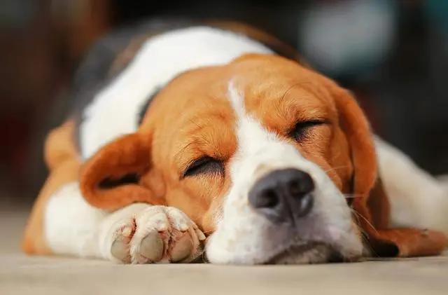 狗嗜睡是什么原因,狗嗜睡是什么原因引起的,狗狗整天爱睡觉的原因是什么？
