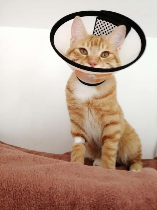 猫脖子上的圈叫什么,猫脖子上的圈叫什么多久更换,猫脖子上戴的喇叭圈是什么？