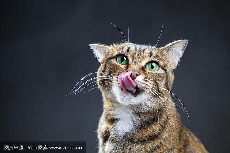 猫的嘴巴是什么形状,猫的嘴巴是什么形状的,猫咪半张嘴是什么意思？