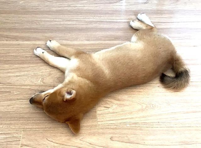 狗刨地板是什么意思,狗刨地板是什么意思啊,你有什么动人的故事呢？