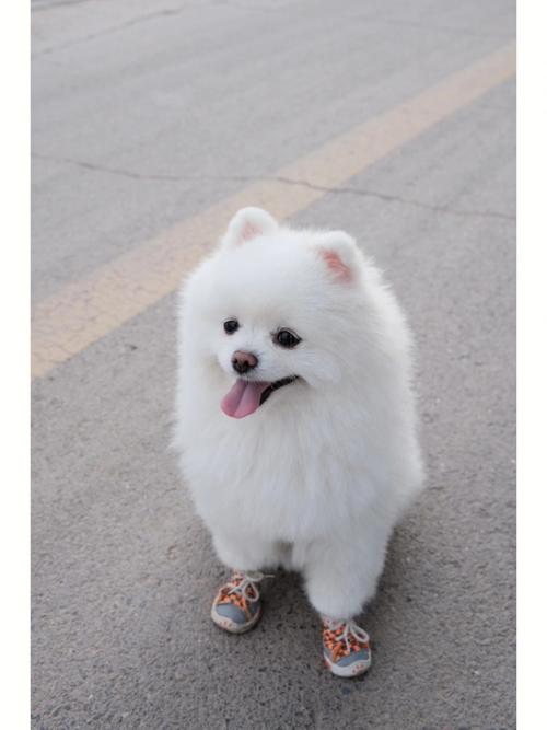 世界上最可爱的狗是什么,世界上最可爱的狗是什么狗?,世界上最白又小又可爱的狗？