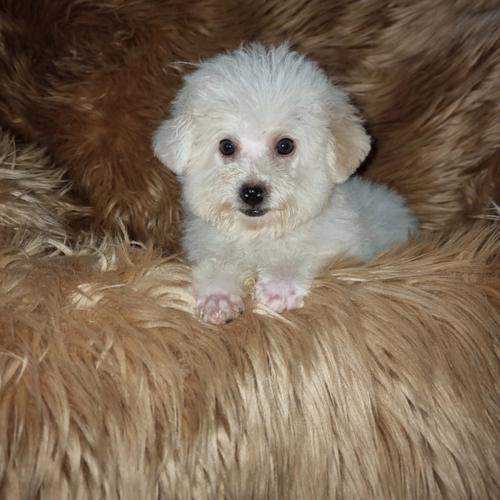 白泰迪幼犬,白泰迪幼犬1-12个月变化图,白泰迪长大是什么样子？