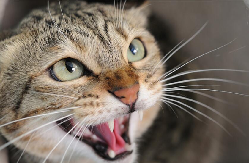 猫吼叫是什么原因,猫突然哀嚎一样怪叫然后吐了,猫咪发出很粗的叫声都代表什么？