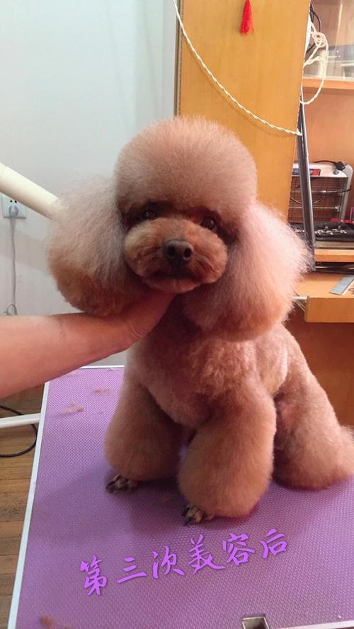 泰迪狗狗发型,泰迪狗狗发型图片,泰迪辫子要留多久？