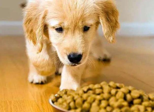 狗狗可以吃什么油,狗狗可以吃什么油炒菜,鸡油能喂狗狗吗会拉稀吗？