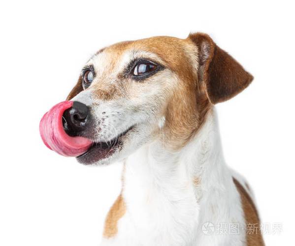 狗的舌头像什么,狗的舌头像什么写一个比喻句,狗狗的舌头颜色像巧克力色足怎么回事？