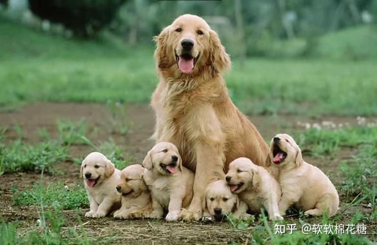 狗为什么会吃自己的孩子,狗为什么会吃自己的孩子?,为什么母狗会吃自已生的小狗娃？