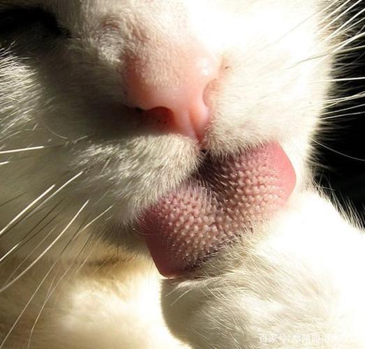 猫的舌头为什么有刺,猫的舌头为什么有刺狗却没有,为什么有的猫舌头有倒刺，有的没有？