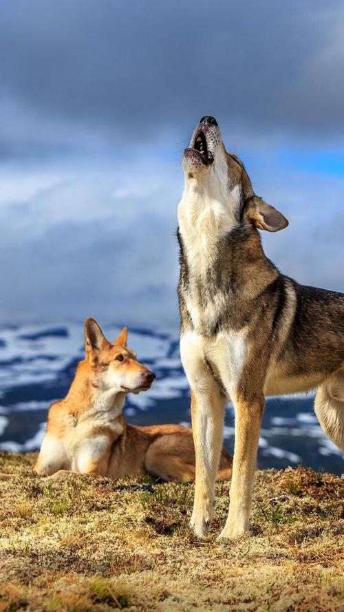 狗狗狼叫代表什么,狗狗狼叫代表什么意思,为什么狗狗会害怕狼叫声？