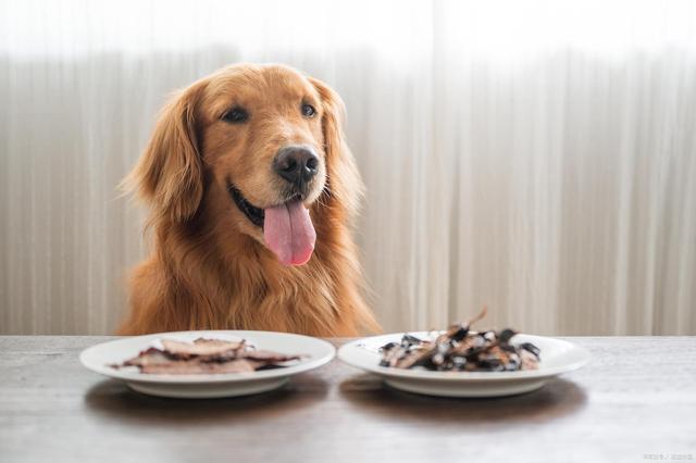 狗狗生病了吃什么食物,狗狗生病了吃什么食物好,狗狗得了犬瘟不吃饭，可以给他喂点葡萄糖吗？