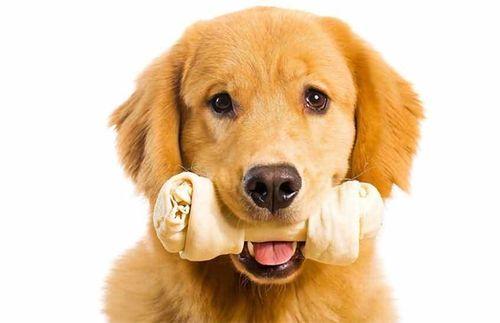 小狗什么时候开始磨牙,小狗什么时候开始磨牙期,小狗的磨牙期到什么时候结束？