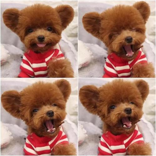 大耳朵泰迪是什么品种,大耳朵泰迪狗狗图片,泰迪剪小耳朵好看还是大耳朵好？