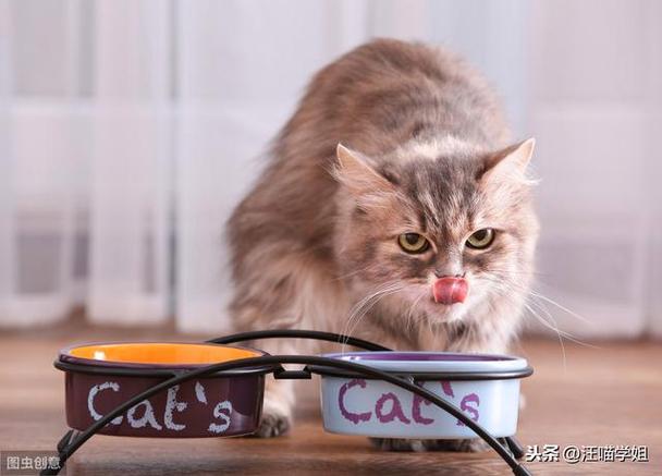 猫为什么会得胰腺炎,猫为什么会得胰腺炎肾衰,猫不爱吃食什么原因？