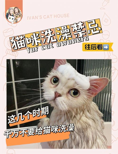 猫为什么不能经常洗澡,猫为什么不能经常洗澡?,请问小猫可不可以经常洗澡？
