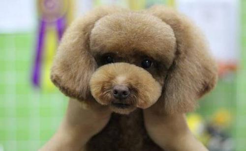 泰迪狗的发型,泰迪狗的发型图片好看,什么是泰迪刘海？