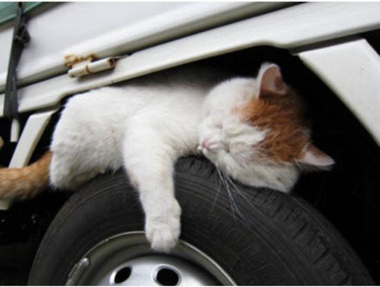压死猫预兆什么意思,开车压死猫预兆什么意思,为啥母猫会压死刚出生的小猫？
