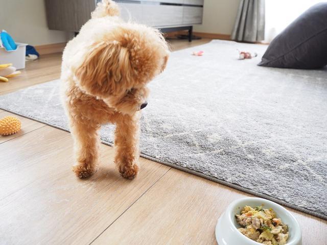 三个月的狗狗可以吃什么,三个月的狗狗可以吃什么蔬菜,泰迪3个月.能吃米饭吗?1个礼拜大概给它吃一点点可以吗？
