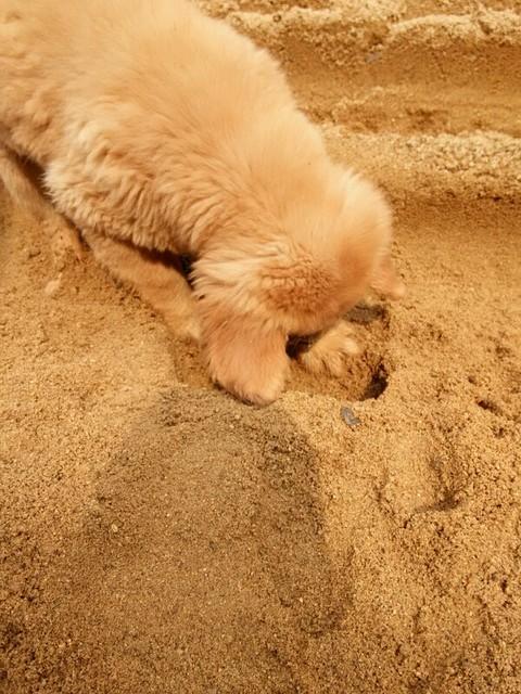 狗为什么吃沙子,狗为什么吃沙子就没事,金毛幼犬为什么总吃石头沙子？
