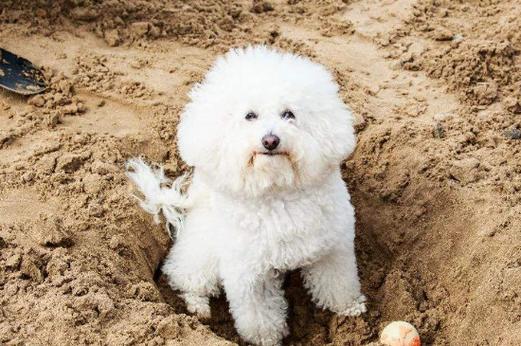 狗挖坑有什么预兆,狗挖坑有什么预兆迷信,为什么狗要在土里挖坑，而且还要在菜园里挖坑？