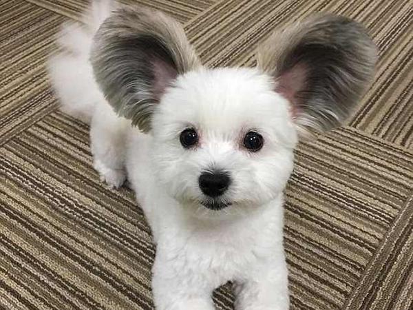 小狗的耳朵有什么作用,小狗的耳朵有什么作用和特点,小狗的耳朵像什么一样？