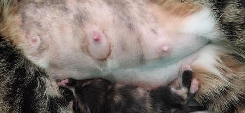 猫乳腺炎什么症状,猫乳腺炎什么症状图片,怎么判断母猫堵奶？