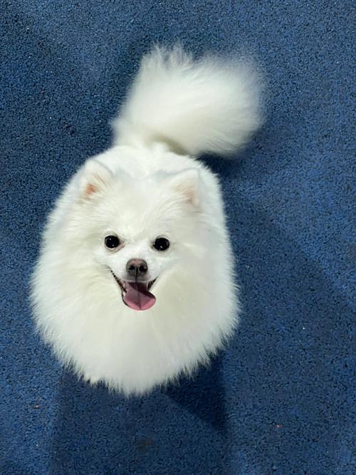 博美耳朵什么时候立,博美耳朵什么时候立起来,什么白色小狗耳朵是圆的立着？