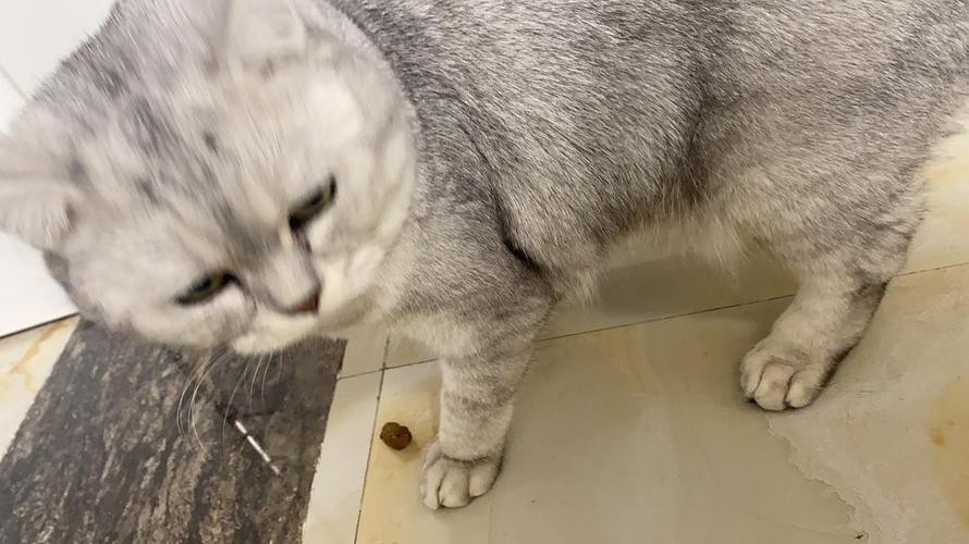 猫为什么把屎拉在外面,猫为什么把屎拉在外面还要叫出来,猫砂盆干净猫为啥还拉在外面？