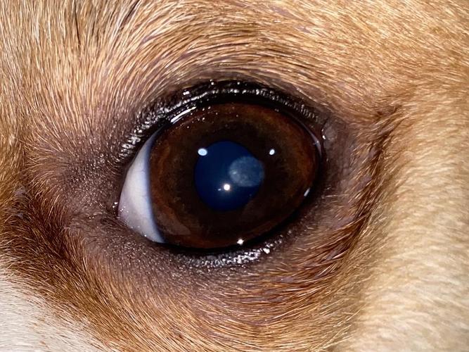 为什么不能看狗的眼睛,为什么不能看狗的眼睛呢,家养了8年的一条狗突然眼睛看不到了怎么回事？