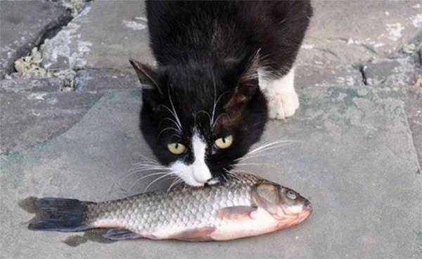 小猫吃什么鱼,小猫吃什么鱼好一点,猫咪是吃生鱼好还是半生鱼？