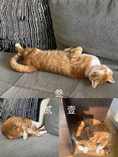 猫的睡觉姿势代表什么,猫的睡觉姿势代表什么意思,猫的姿势代表什么？