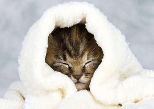猫着凉了有什么症状,猫着凉了呕吐怎么治,猫咪在26度的空调房会感冒吗？