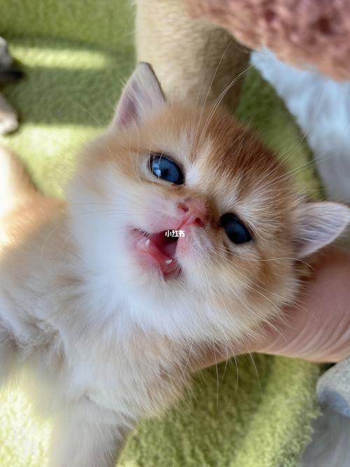 小奶猫什么时候长牙,小奶猫什么时候长牙齿,小奶猫多大长牙齿？