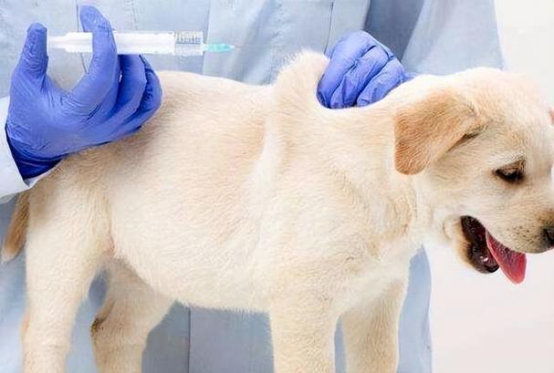 宠物狗为什么要打疫苗,宠物狗为什么要打疫苗针,狗十岁了还要打疫苗吗？