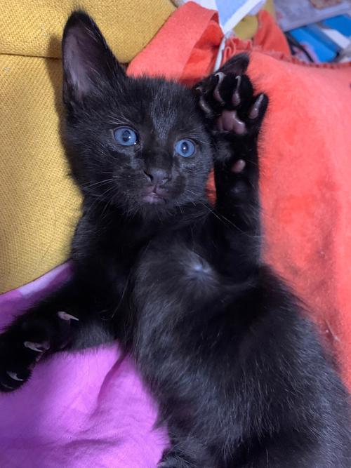 蓝眼黑猫是什么品种,,猫的眼睛是什么颜色的?\？