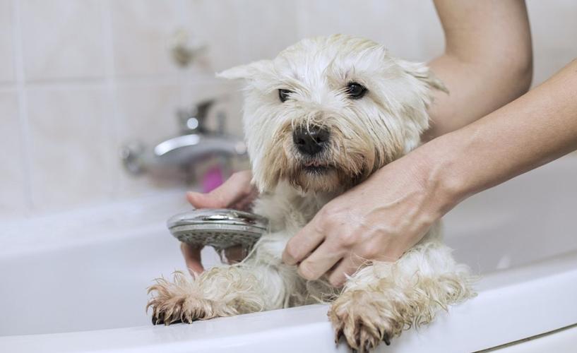 给狗狗洗澡需要注意什么,自己给狗狗洗澡需要注意什么,给狗狗洗澡时，到底怎样做，才不会让狗狗的鼻子进水或呛水？
