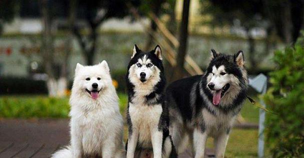 三傻狗是什么品种,三傻狗是什么品种图片,雪橇三傻指的是哪三种犬？