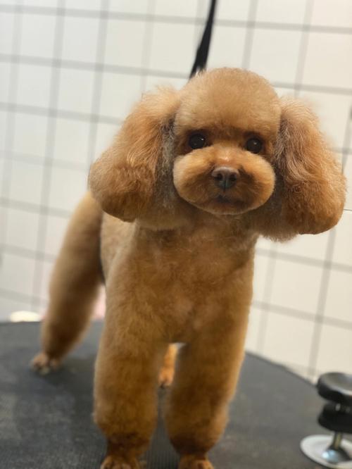 泰迪狗狗发型图片,泰迪狗狗发型图片夏天造型,怎样给泰迪犬剪发？