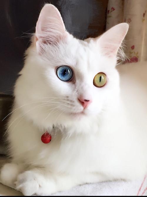 为什么猫的眼睛颜色不一样,为什么猫的眼睛颜色不一样呢,猫的两只眼睛颜色不一样，是有病还是？